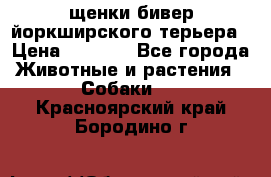щенки бивер йоркширского терьера › Цена ­ 8 000 - Все города Животные и растения » Собаки   . Красноярский край,Бородино г.